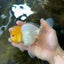 A Grade LIPSTICK Lemonhead Oranda Male 5-5.5  inches #082225OR_17