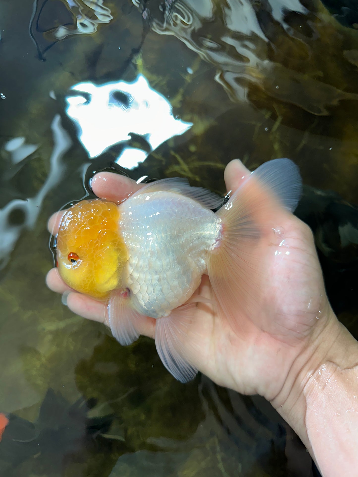 A Grade LIPSTICK Lemonhead Oranda Male 5-5.5  inches #082225OR_17