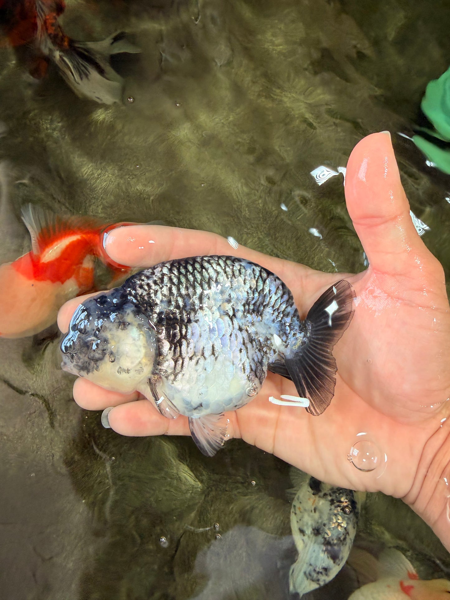 AAA Grade White Tiger Ranchu Female 4.5 inches #071726RC_09