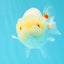 🍋 Baby Lemonhead Lionchu Female 4.5 inches #0412LC_07