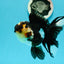 AAA Grade Batman Tricolor Oranda Female 4.5  inches #0510OR_14