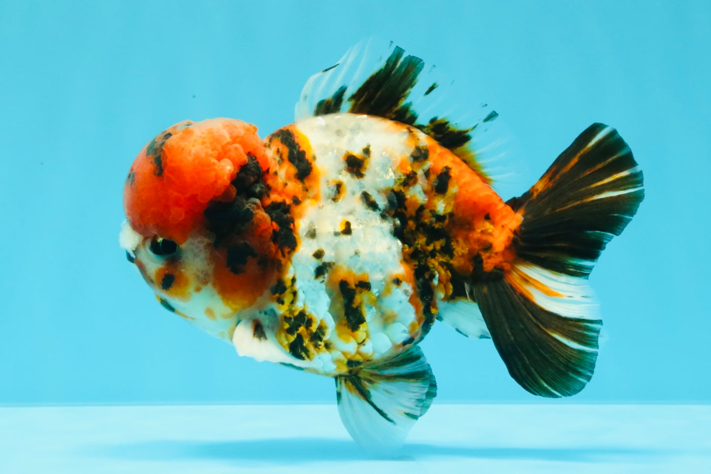 A Grade Pompom 2 Tone Yuanbao Male 5.5 inches #030626YB_14