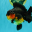 AAA Grade Apache Yuanbao Male 4.5-5 inches #072426YB_24