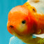 A Grade Sakura Oranda Male 6.5 inches #082126OR_13