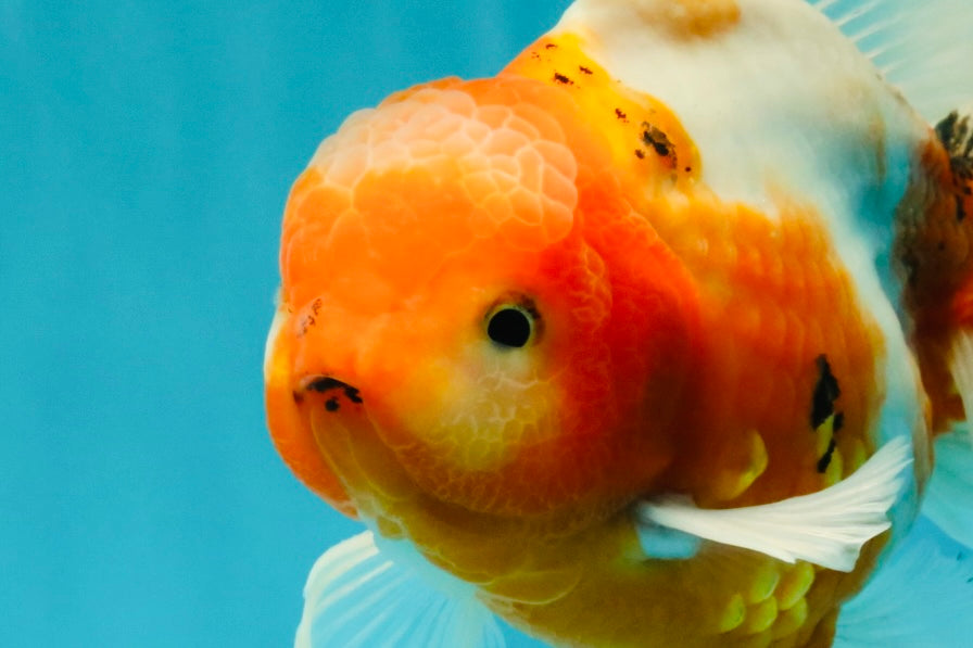 A Grade Sakura Oranda Male 6.5 inches #082126OR_13