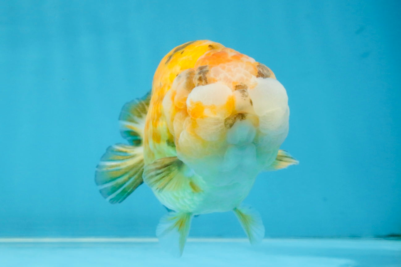 ADORABLE Sakura LionChu Female 5-5.5 inches #121925LC_07