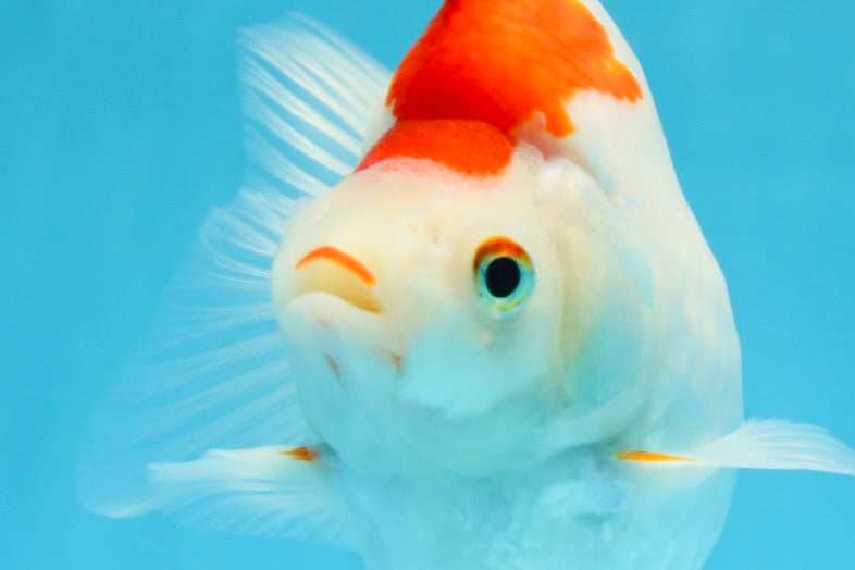 A Grade Kohaku Ryukin Red White Female 5 inches #070425RK_03