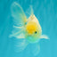 A Grade White Oranda Male 5.5-6 inches #072426OR_21