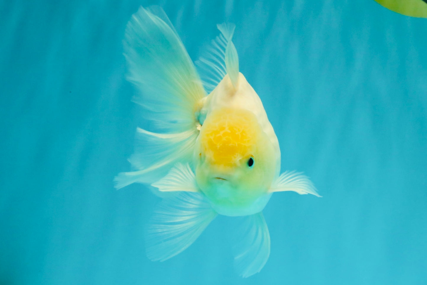 A Grade White Oranda Male 5.5-6 inches #072426OR_21