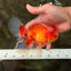 A  Grade Red White Oranda Male 5.5-6 inches #082126OR_07