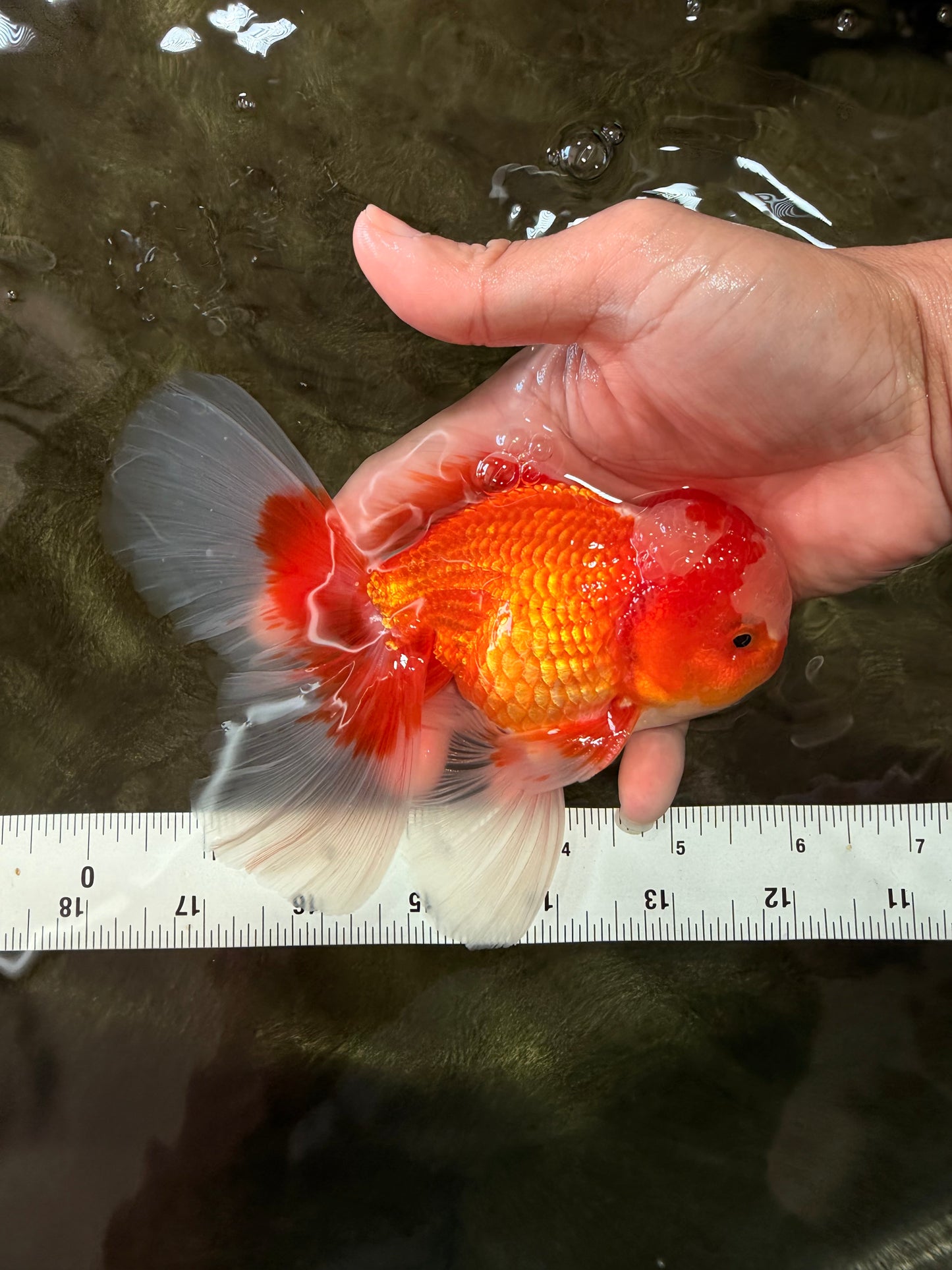 A  Grade Red White Oranda Male 5.5-6 inches #082126OR_07