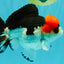 SUPER CUTE A Grade Tricolor Yuanbao Male 5.5 inches #051526YB_09