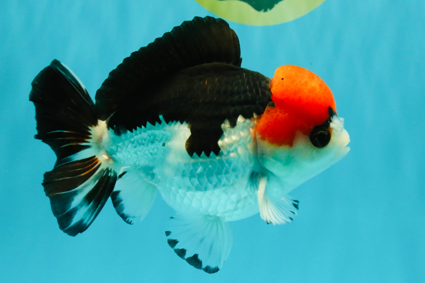 SUPER CUTE A Grade Tricolor Yuanbao Male 5.5 inches #051526YB_09