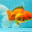 A Grade Red White Oranda Male 6.5 inches #082826OR_16