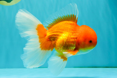 A Grade Red White Oranda Male 6.5 inches #082826OR_16