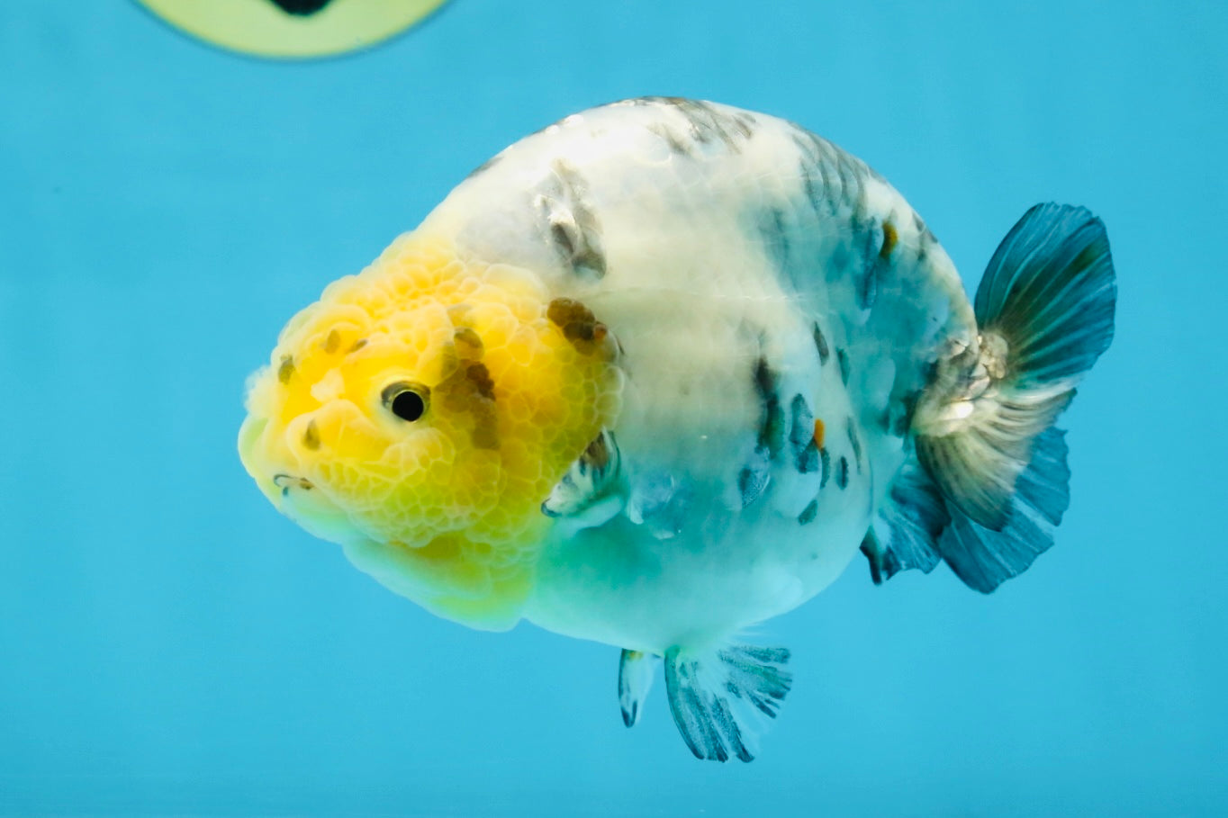 SPECIAL AAA Grade Chinese White Tiger Base Ranchu Female 4.5 inches #101725RC_20