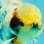 Marble Oranda Male 5.5-6 inches #072426OR_16
