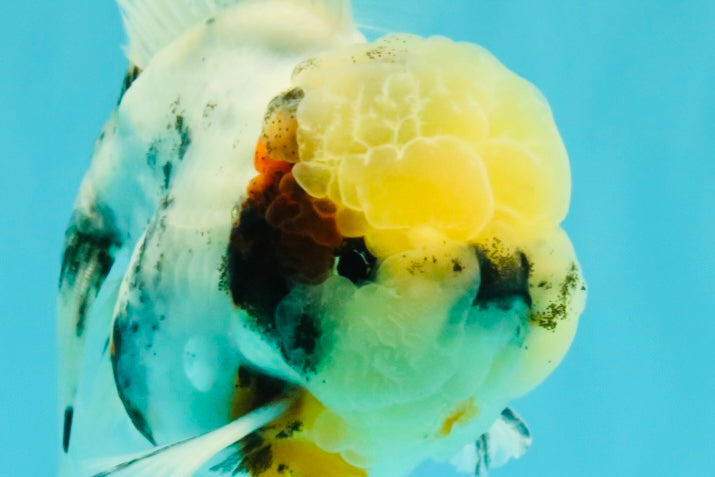 Marble Oranda Male 5.5-6 inches #072426OR_16
