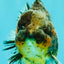 A Grade Kirin Yuanbao Male 5.5 inches #100926YB_02