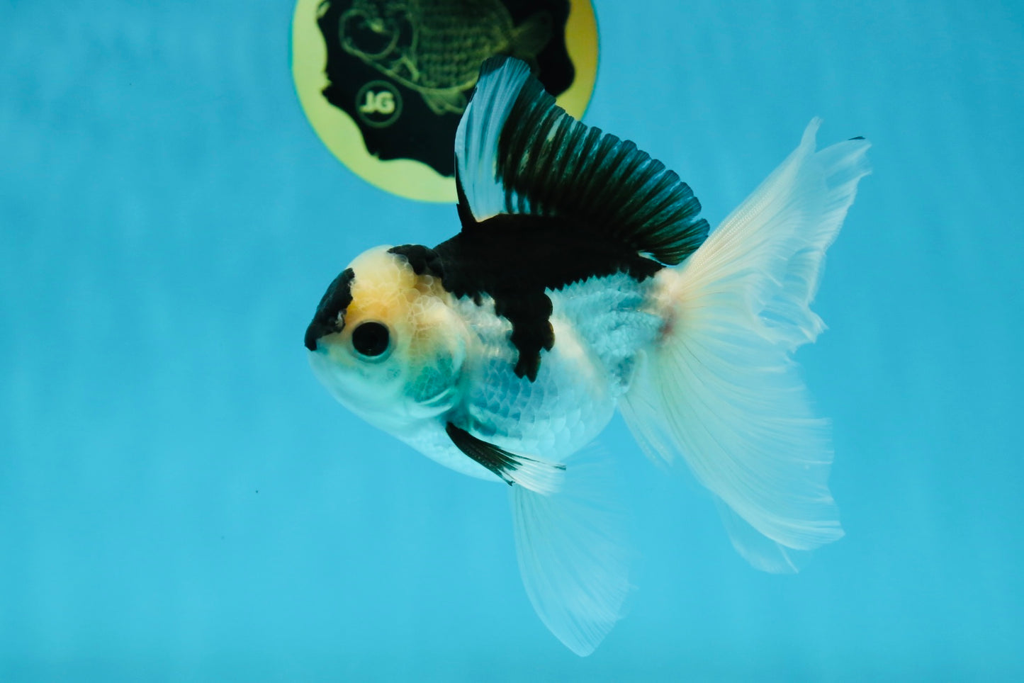 A Grade Panda Button Eyes Oranda Male 5 inches #010325OR_11