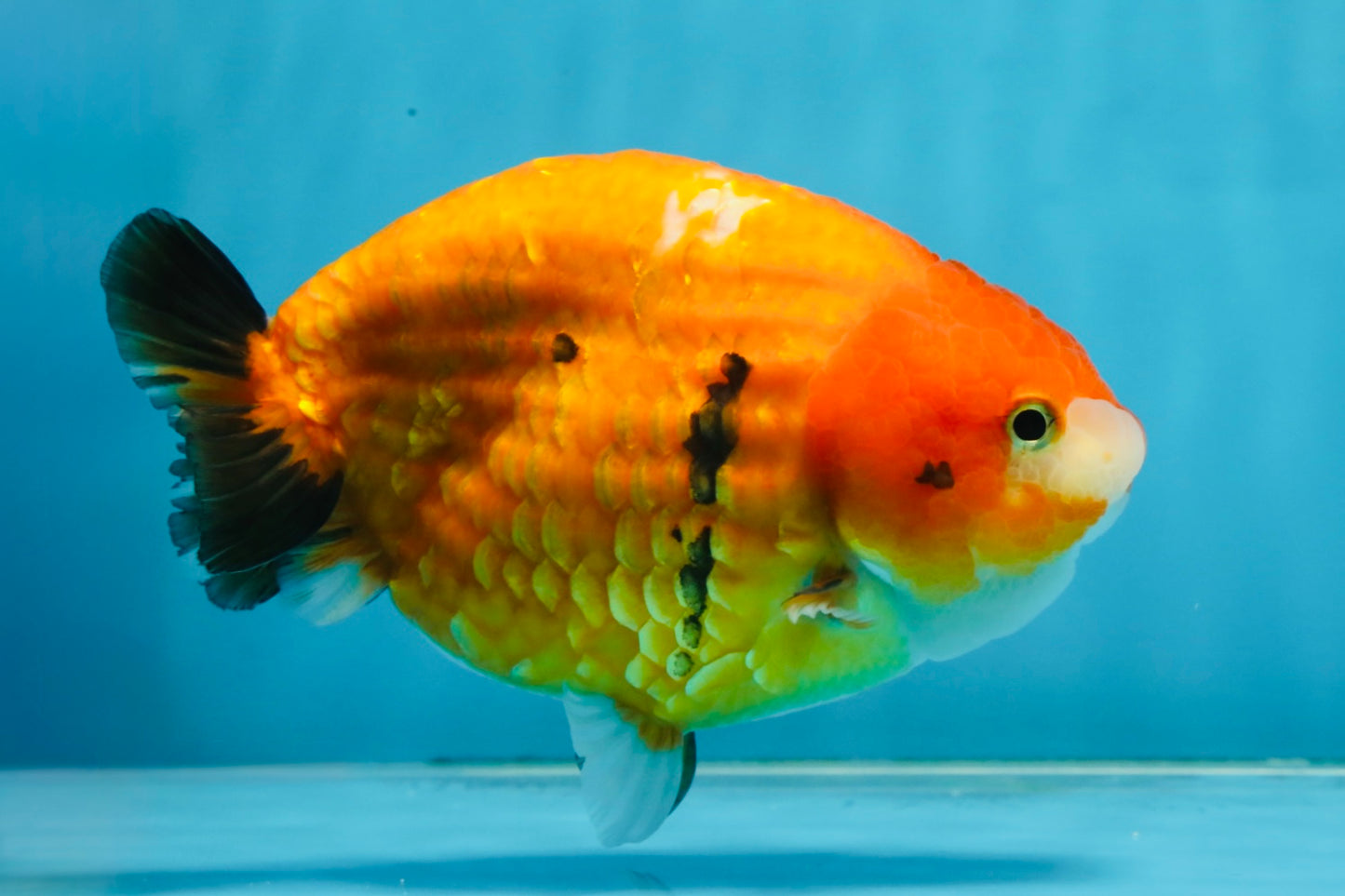 A Grade Chinese Sakura Ranchu Female 5.5 inches #101725RC_14