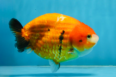 A Grade Chinese Sakura Ranchu Female 5.5 inches #101725RC_14