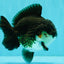 AAA Grade Panda Yuanbao Male 4.5-5 inches #082126YB_23