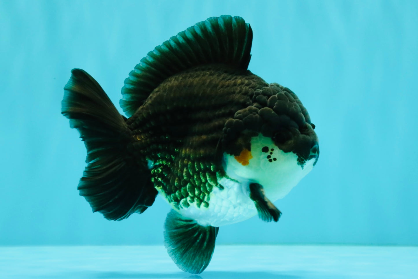 AAA Grade Panda Yuanbao Male 4.5-5 inches #082126YB_23