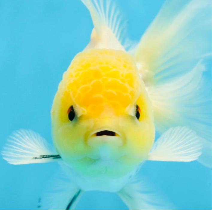 A Grade Lemonhead Button Eyes Oranda Male 5-5.5 inches #082225OR_21