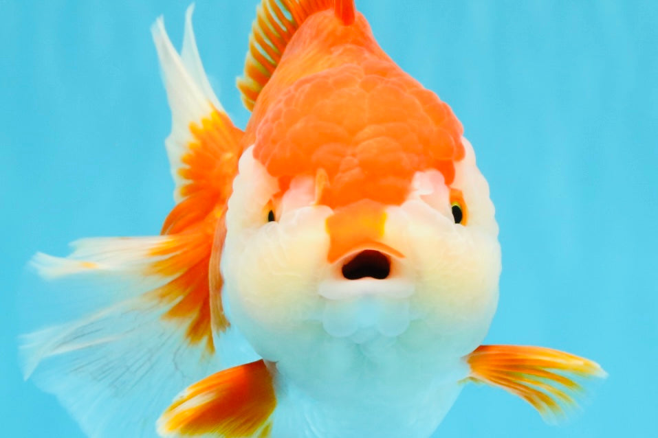 SUPER WEN A Grade Red White Oranda Female 7.5 inches #040326OR_23