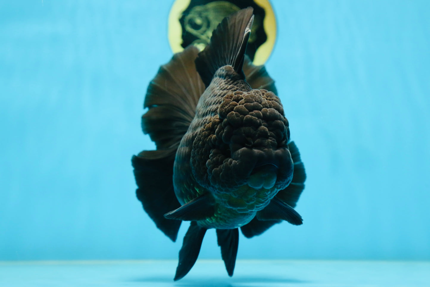 AAA Grade Godzilla Black Oranda Female 6.5 inches #081525OR_31