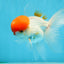 AAA Grade SUPER Red Cap Oranda Male 4.5 inches #051625OR_29
