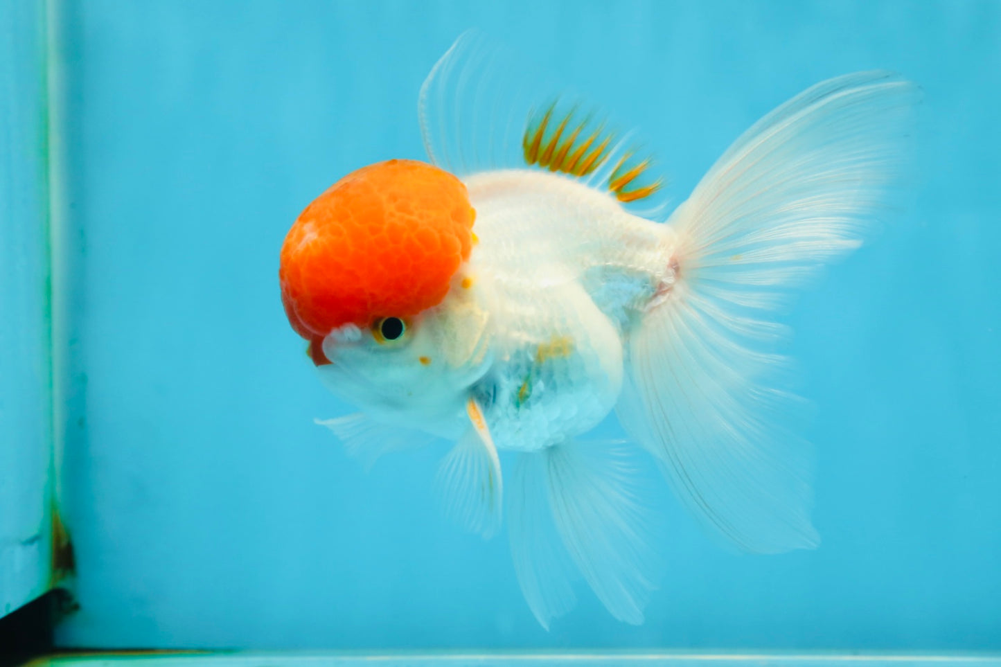 AAA Grade SUPER Red Cap Oranda Male 4.5 inches #051625OR_29