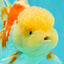 FLUFFY A Grade Red White Oranda Male 6-6.5 inches #071026OR_28