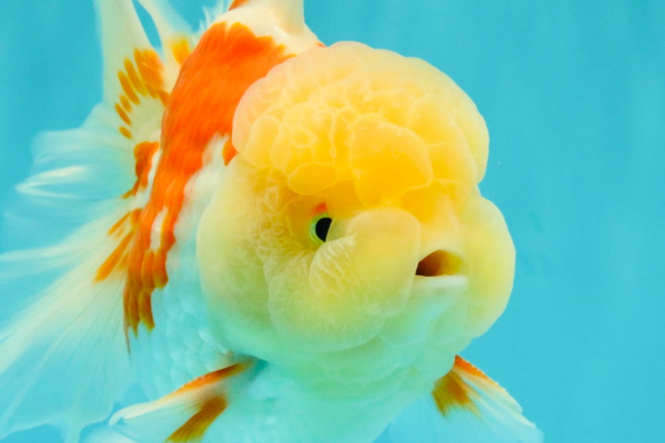 FLUFFY A Grade Red White Oranda Male 6-6.5 inches #071026OR_28