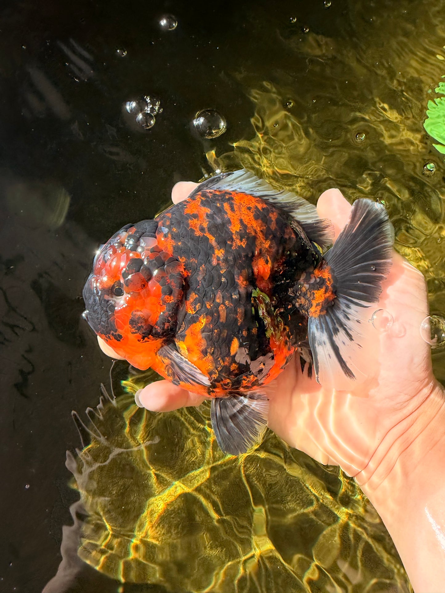 AAA Grade Godzilla Tiger Yuanbao Male 5.5-6 inches #032026YB_21