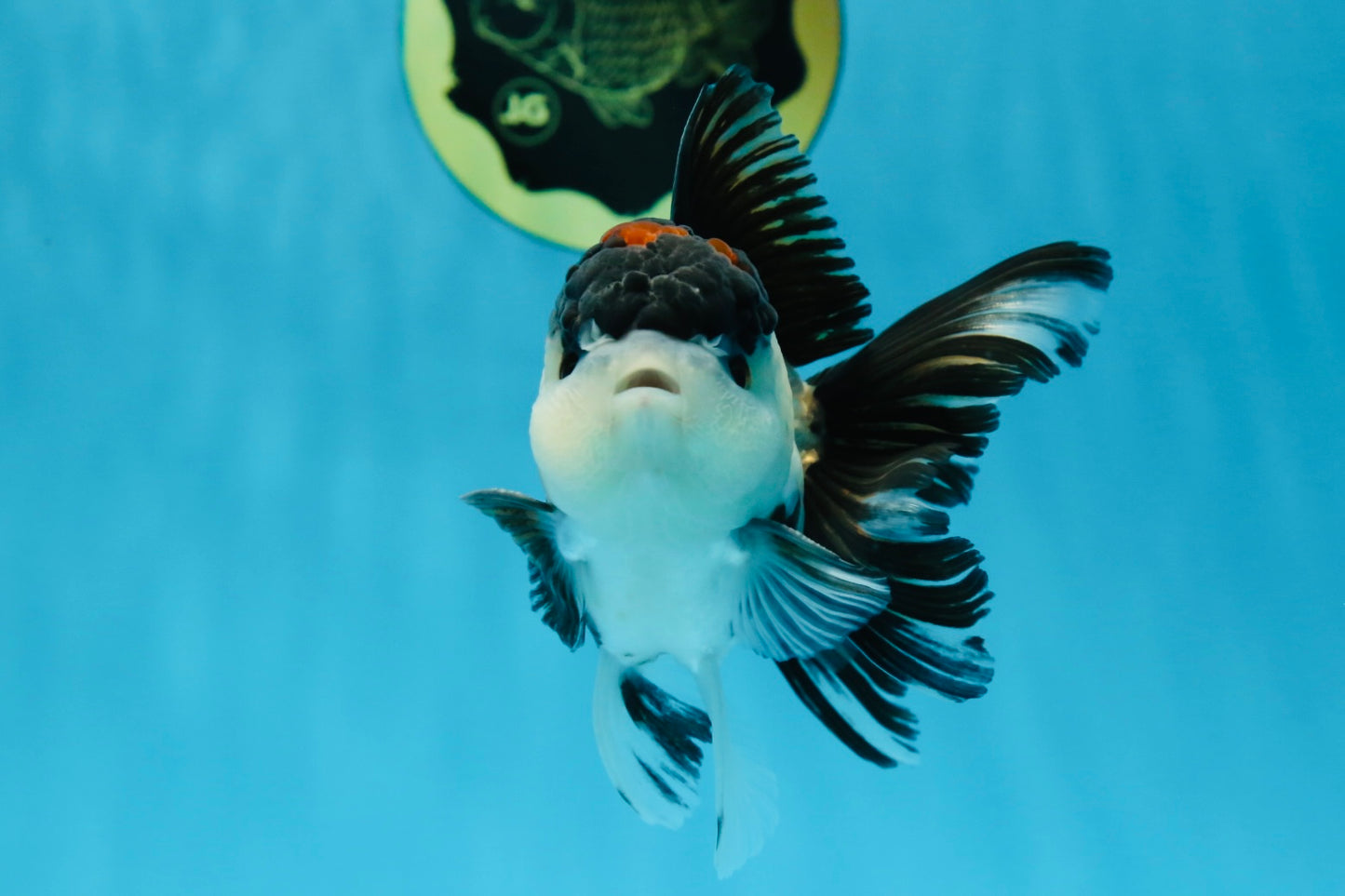 AAA Grade Tricolor Blink Button Eyes Oranda Male 4.5 inches #020725OR_34