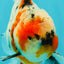 A Grade Marble Calico Oranda Male 6.5 inches #061926OR_19