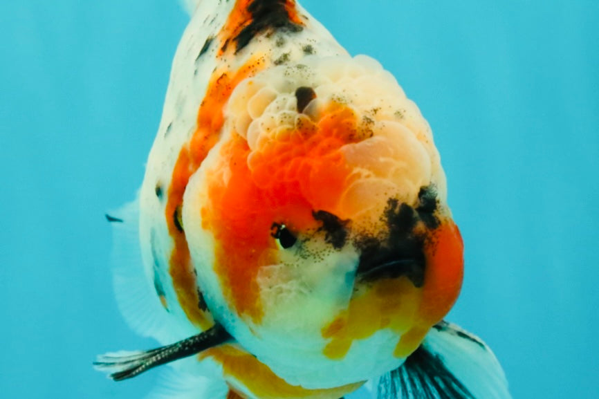 A Grade Marble Calico Oranda Male 6.5 inches #061926OR_19