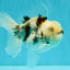CHONKY A Grade Marble Oranda Male 5 inches #050126OR_07