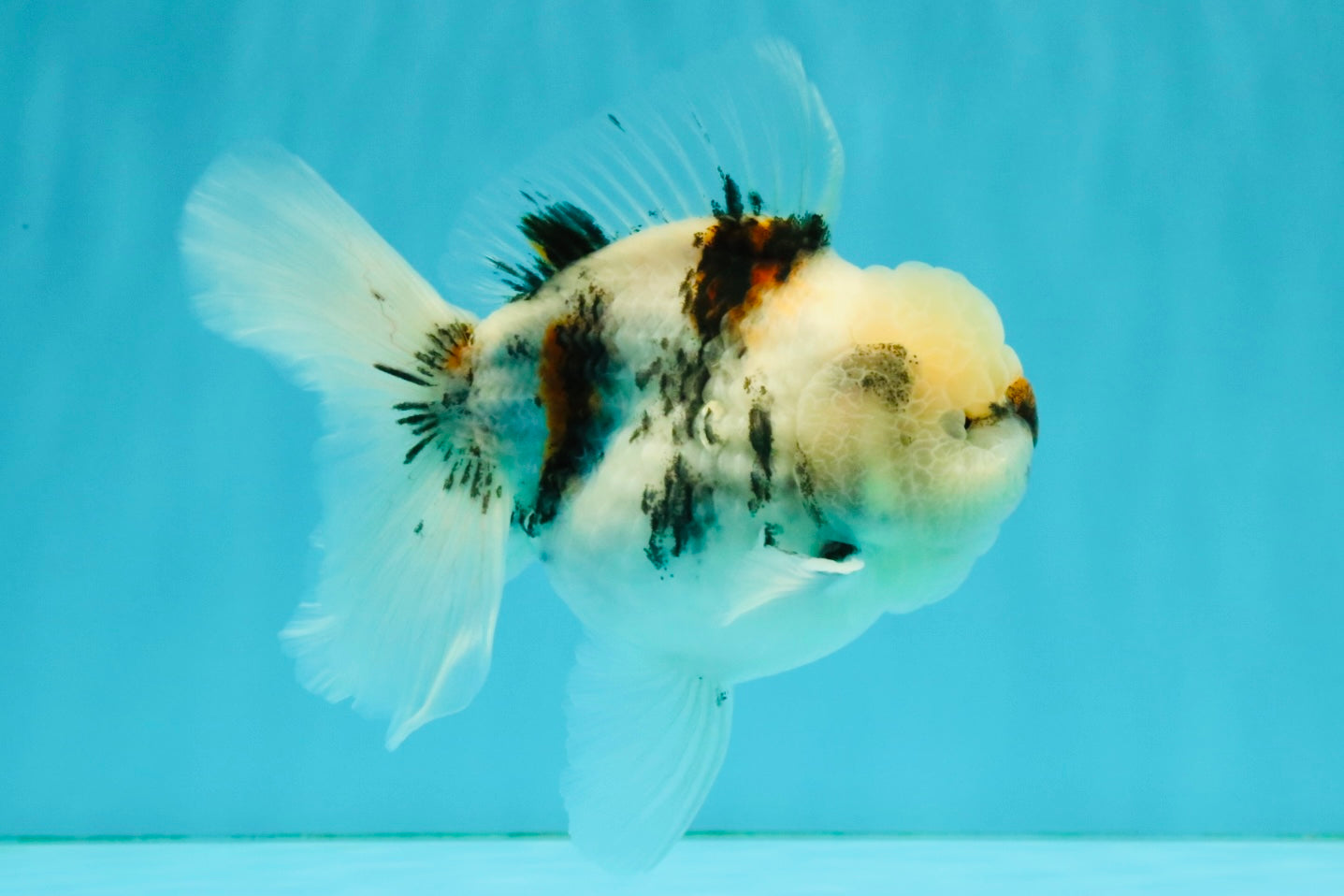 CHONKY A Grade Marble Oranda Male 5 inches #050126OR_07