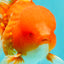 CHUNKY A Grade Cherry Blossom Red White Oranda Male 5.5 inches #061926OR_25