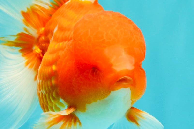CHUNKY A Grade Cherry Blossom Red White Oranda Male 5.5 inches #061926OR_25