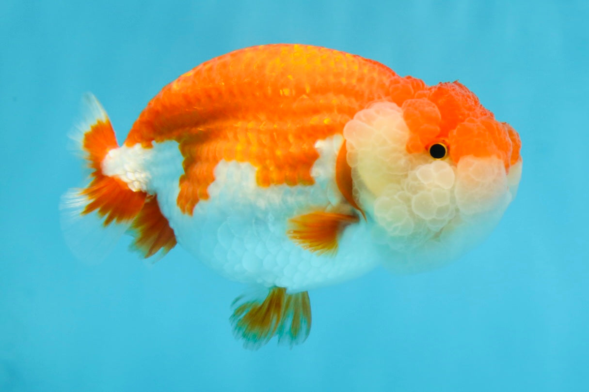 AAA Grade SUPER Red White LionQueen 4.5 inches #051625LC_35