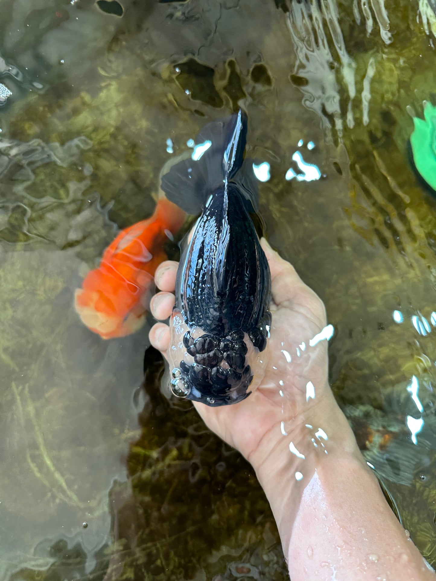 AAA Grade Panda Yuanbao Male 6 inches #091225YB_01