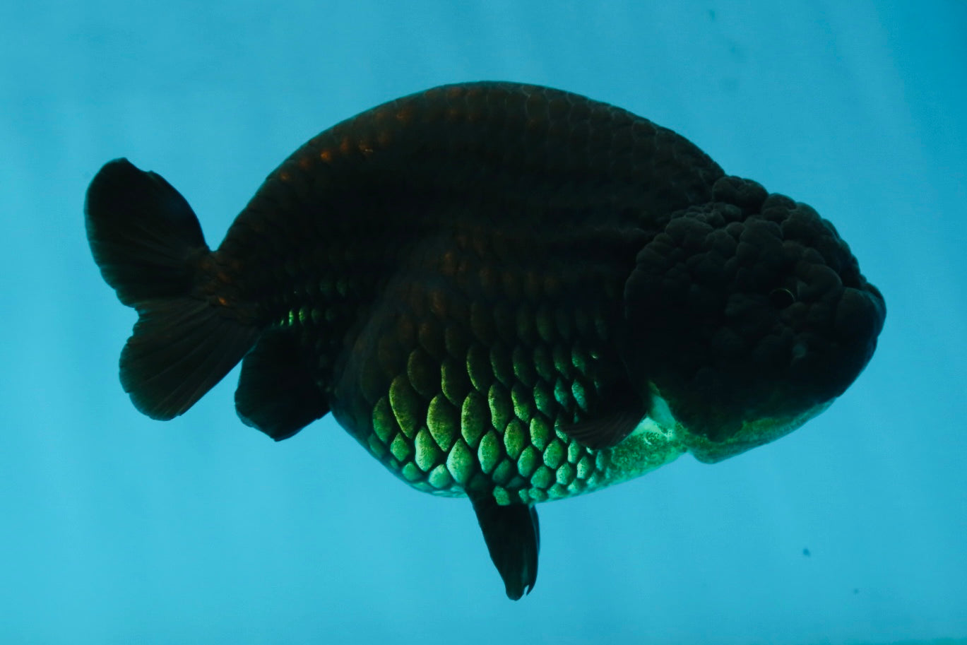 AAA Grade Black LionQueen 5 inches #062725LC_05