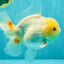 A Grade White Oranda Female 6.5 inches #071726OR_18