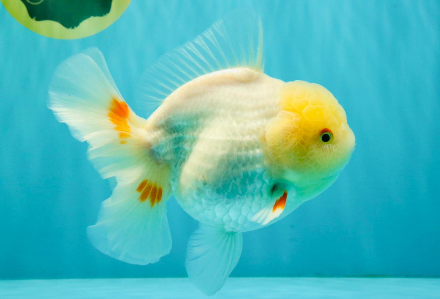 A Grade White Oranda Female 6.5 inches #071726OR_18