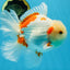 AAA Grade ADORABLE Sakura Oranda Male 6-6.5 inches #091925OR_14