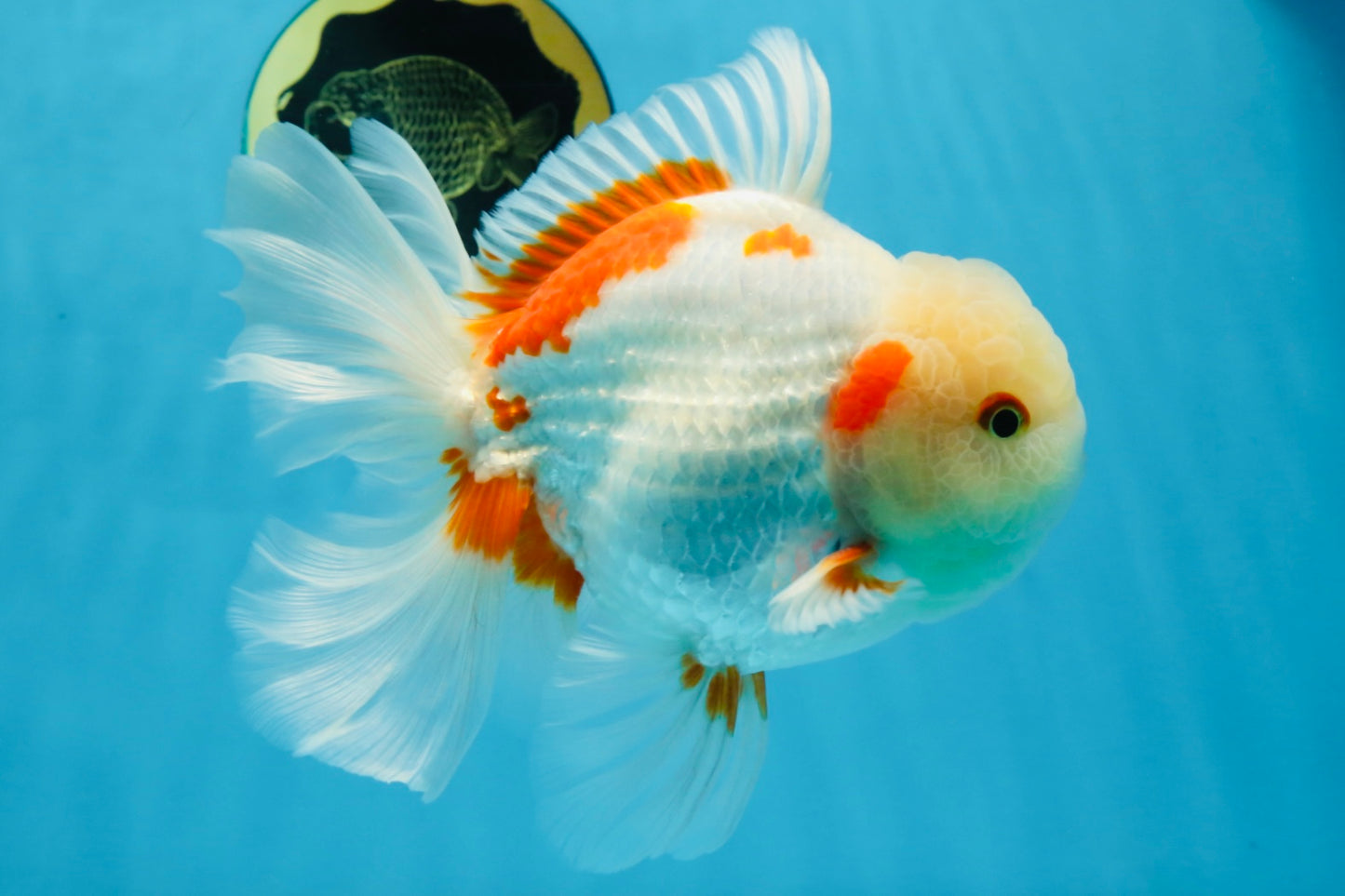 AAA Grade ADORABLE Sakura Oranda Male 6-6.5 inches #091925OR_14